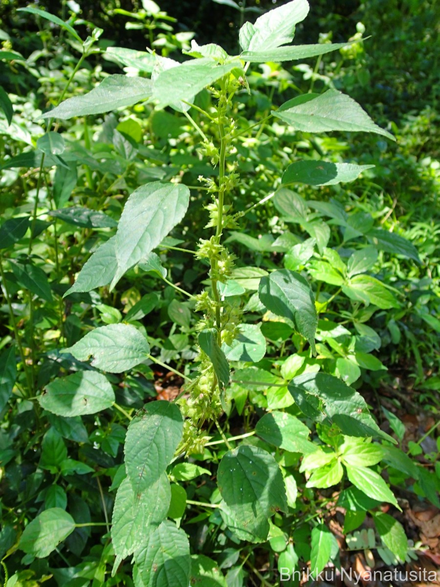 Acalypha ciliata Forssk.